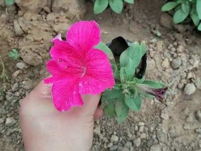 粉色牵牛花