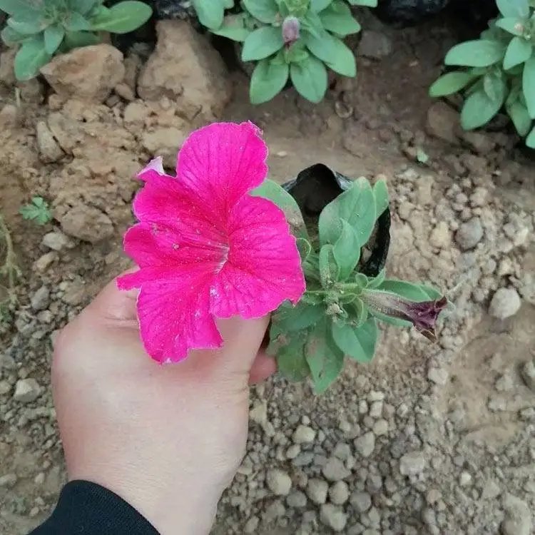 粉色<a href='https://www.lvbad.com/caohuazhongzi/1613.html' target='_blank'>牵牛花</a>杯苗容器苗