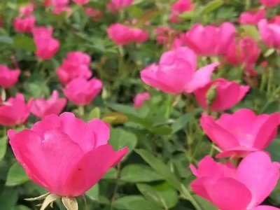 丰花月季