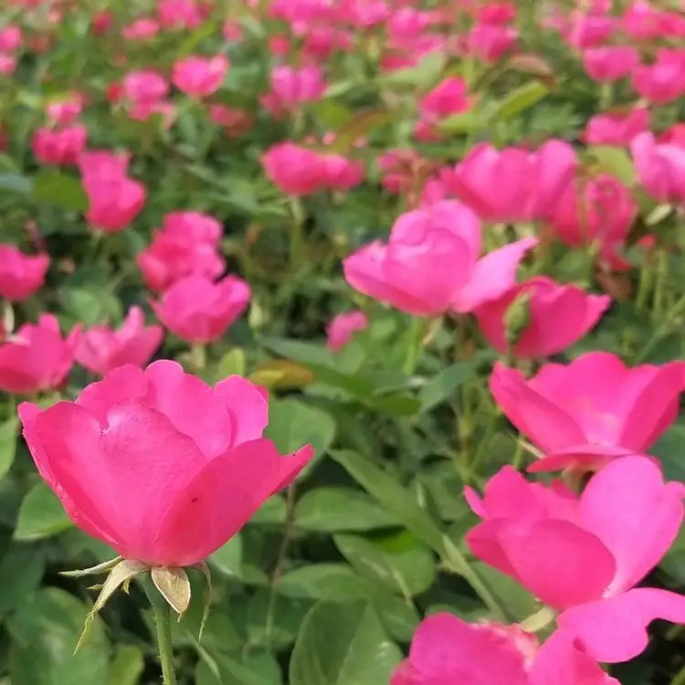 丰花<a href='https://www.lvbad.com/tengbenpanyuanzhiwu/3570.html' target='_blank'>月季</a>杯苗容器苗