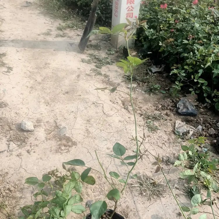 丰花<a href='https://www.lvbad.com/tengbenpanyuanzhiwu/3570.html' target='_blank'>月季</a>杯苗容器苗