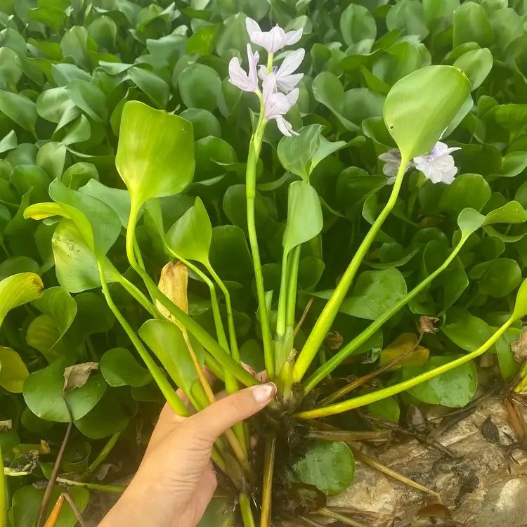 凤眼莲杯苗容器苗