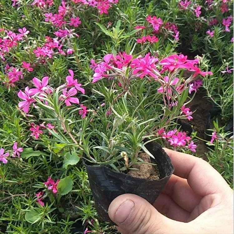 福禄考盆栽小苗容器苗