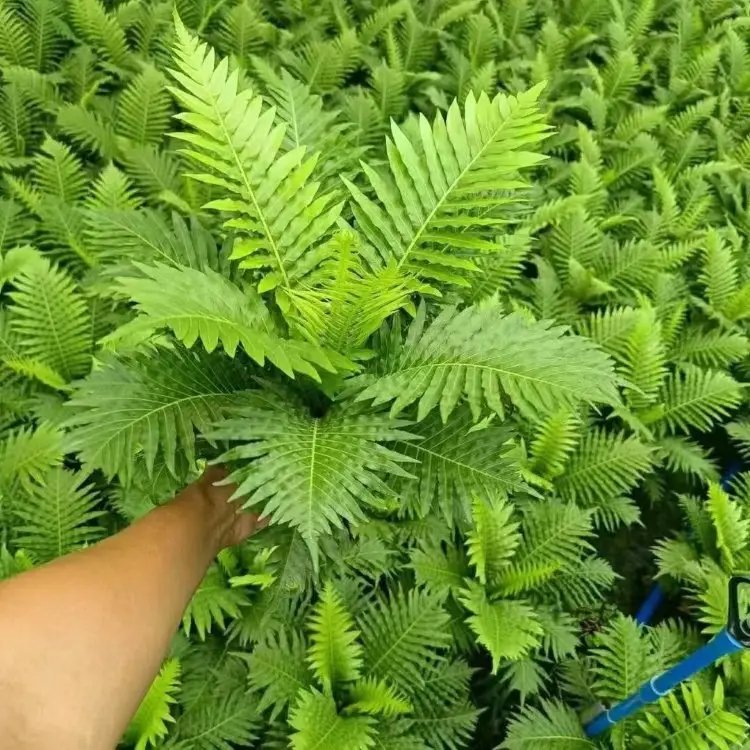 富贵蕨杯苗容器苗