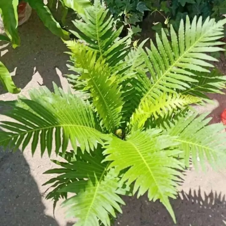 富贵蕨杯苗容器苗
