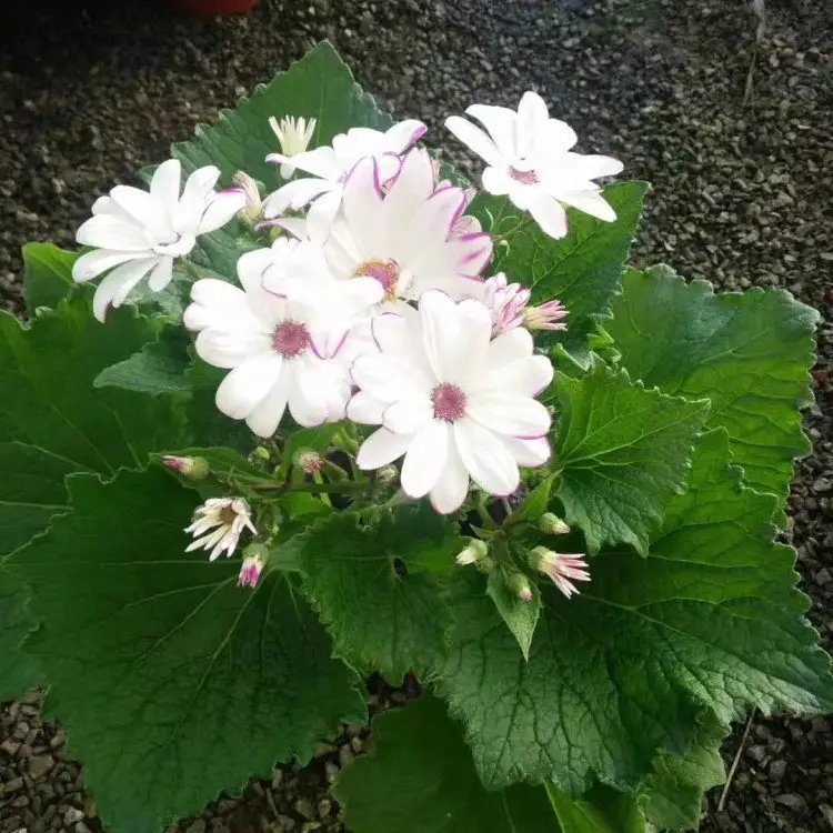 瓜叶菊杯苗容器苗白粉