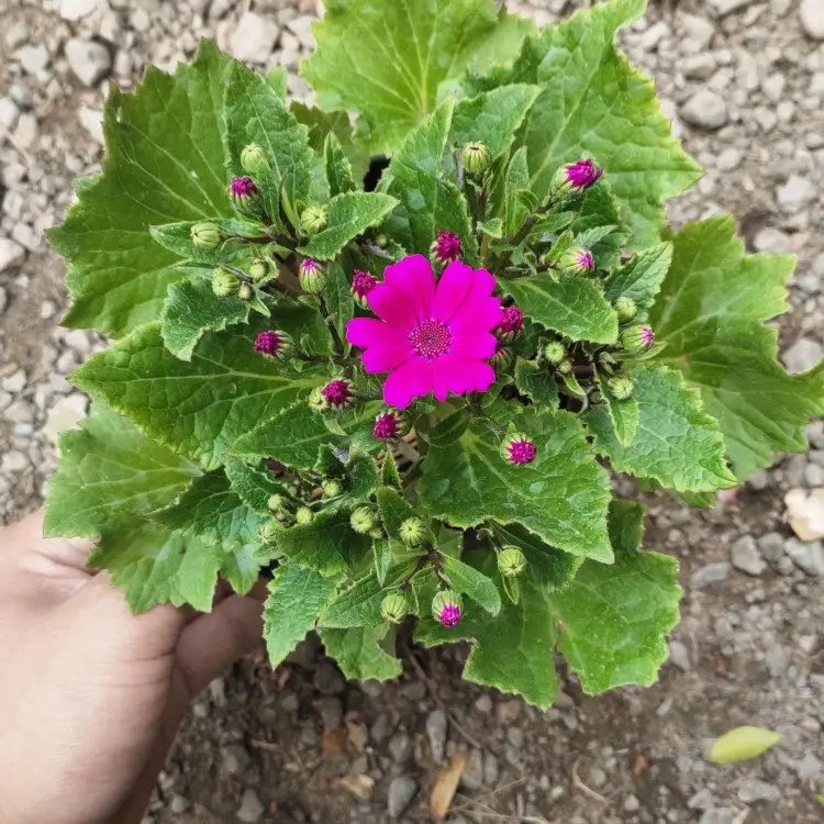 瓜叶菊杯苗容器苗粉花