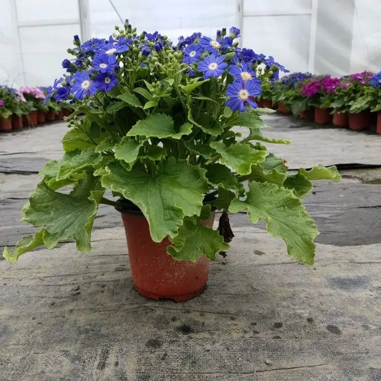 瓜叶菊杯苗容器苗紫花
