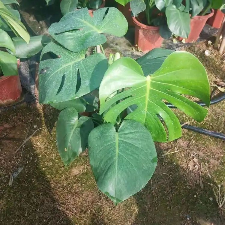 龟背竹杯苗容器苗