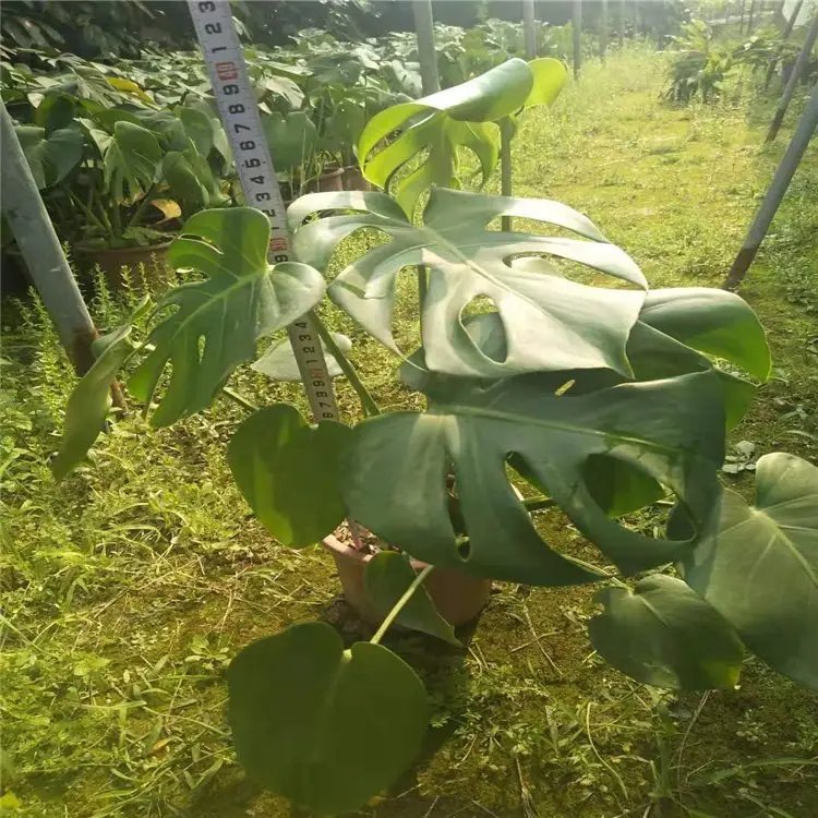 龟背竹杯苗容器苗