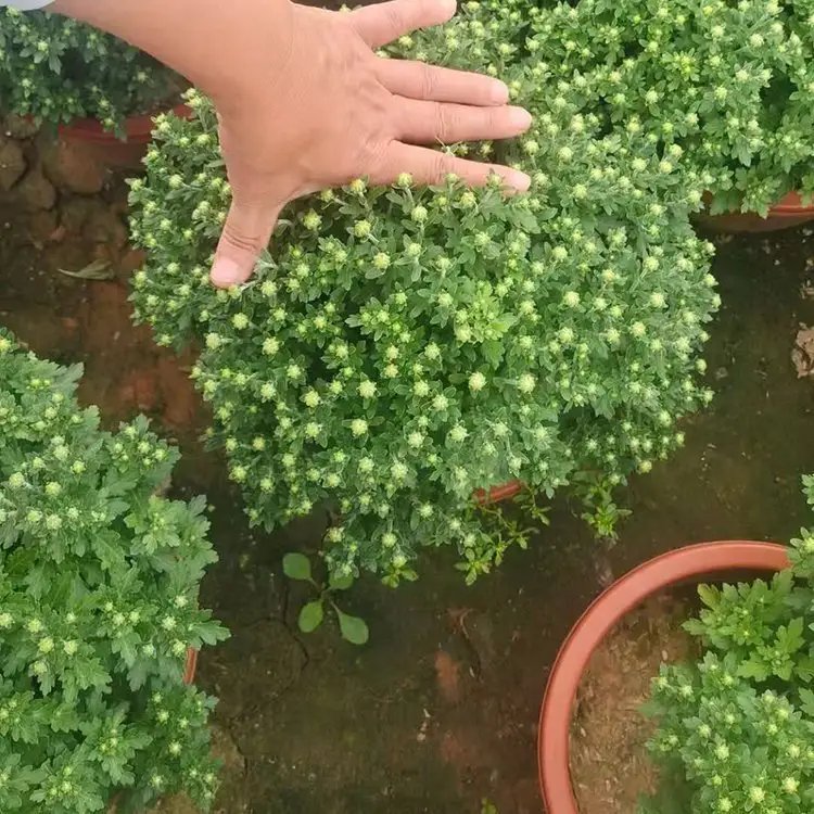 国庆菊杯苗容器苗