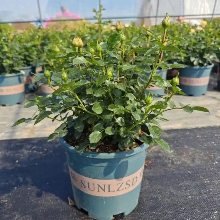 果汁阳台杯苗容器苗