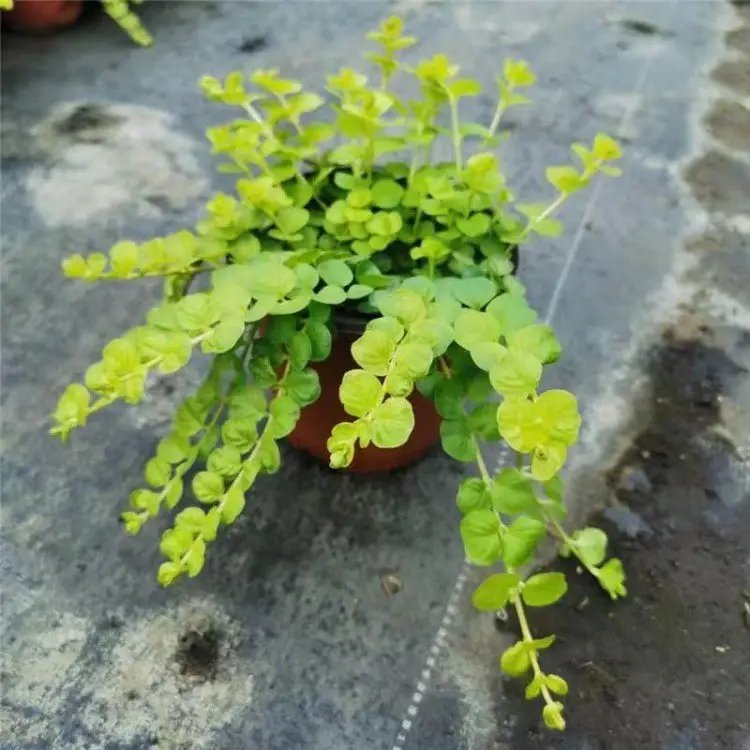 过路黄杯苗容器苗