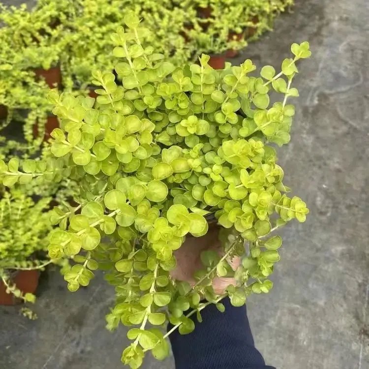 过路黄杯苗容器苗