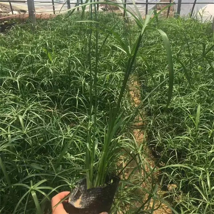 旱伞草杯苗容器苗