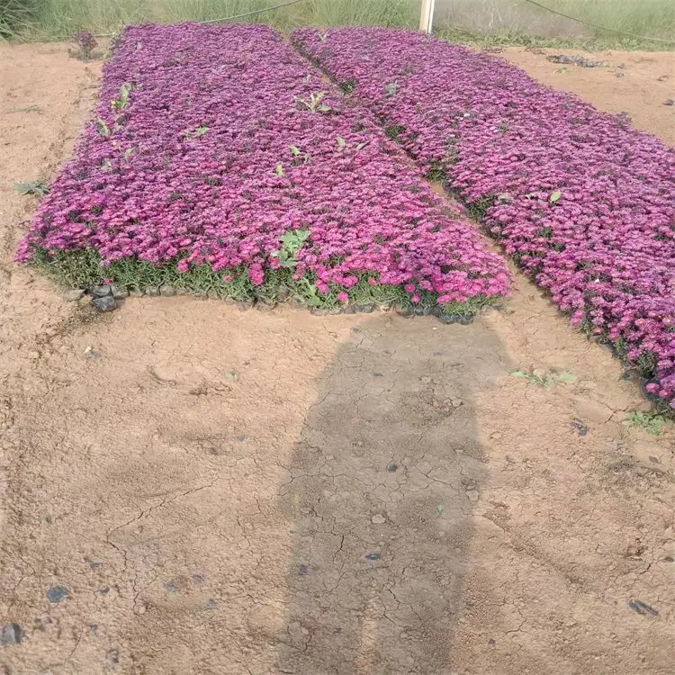 荷兰菊杯苗容器苗