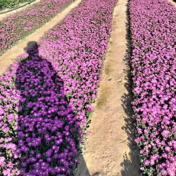 荷兰菊杯苗容器苗