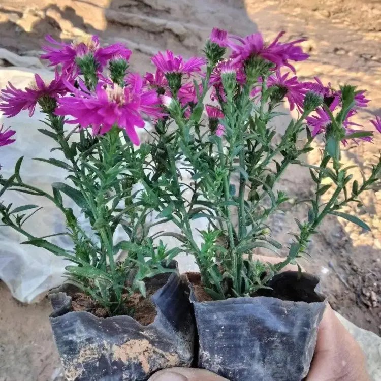 荷兰菊杯苗容器苗