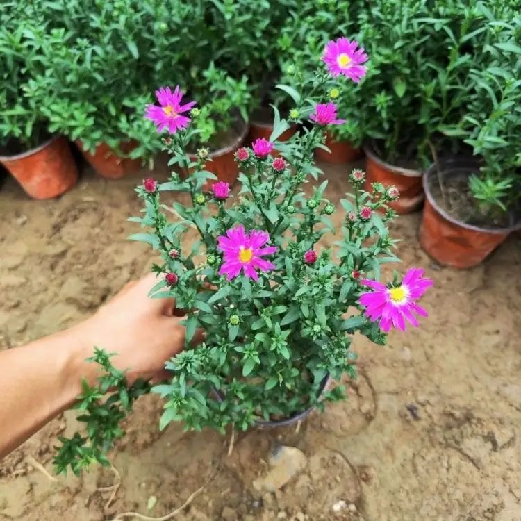 荷兰菊杯苗容器苗