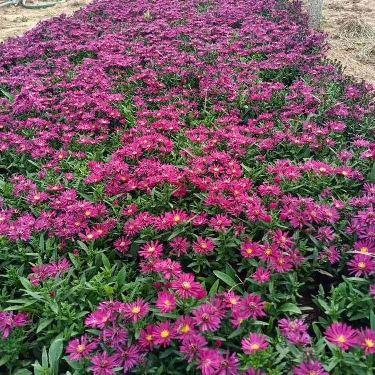 荷兰菊杯苗容器苗