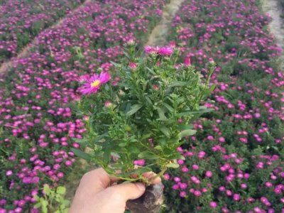 荷兰菊