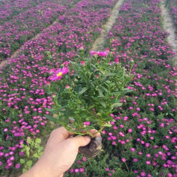 荷兰菊杯苗容器苗