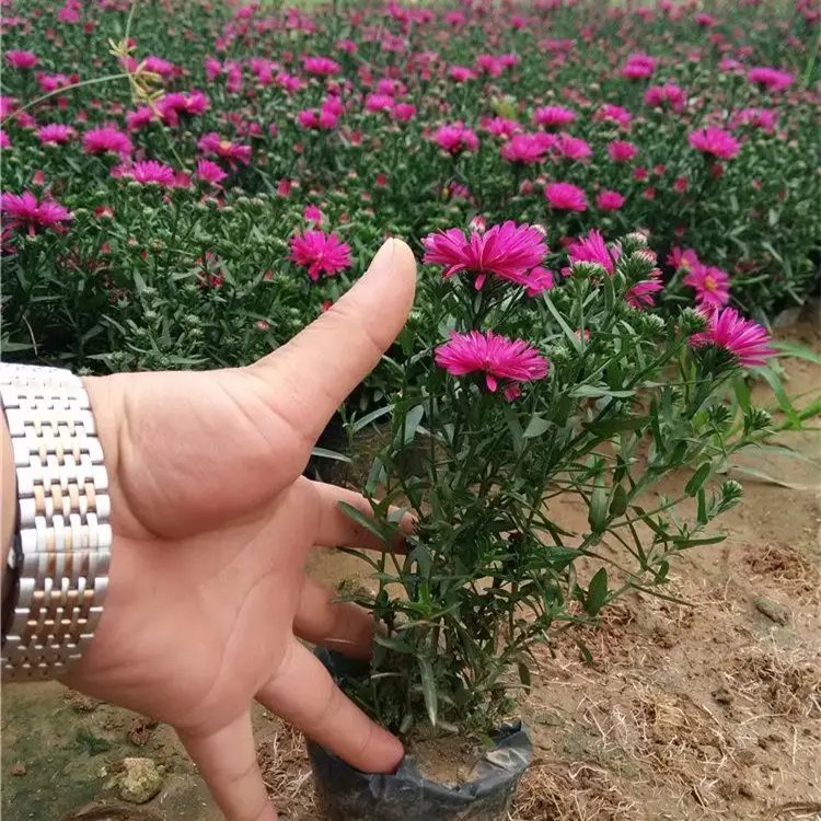 荷兰菊杯苗容器苗