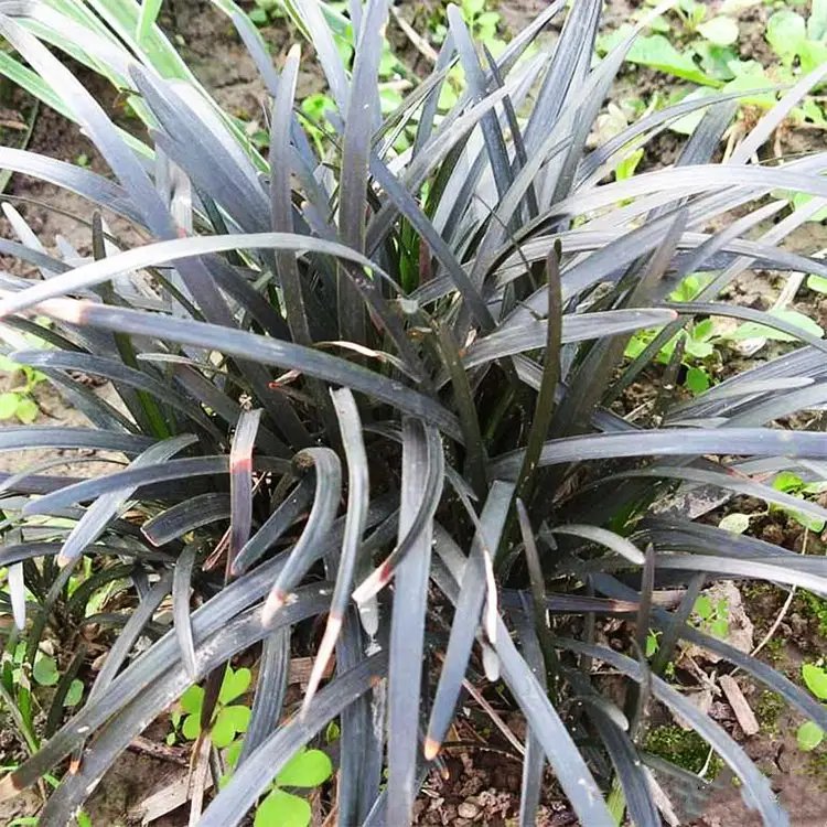 黑麦冬苗杯苗