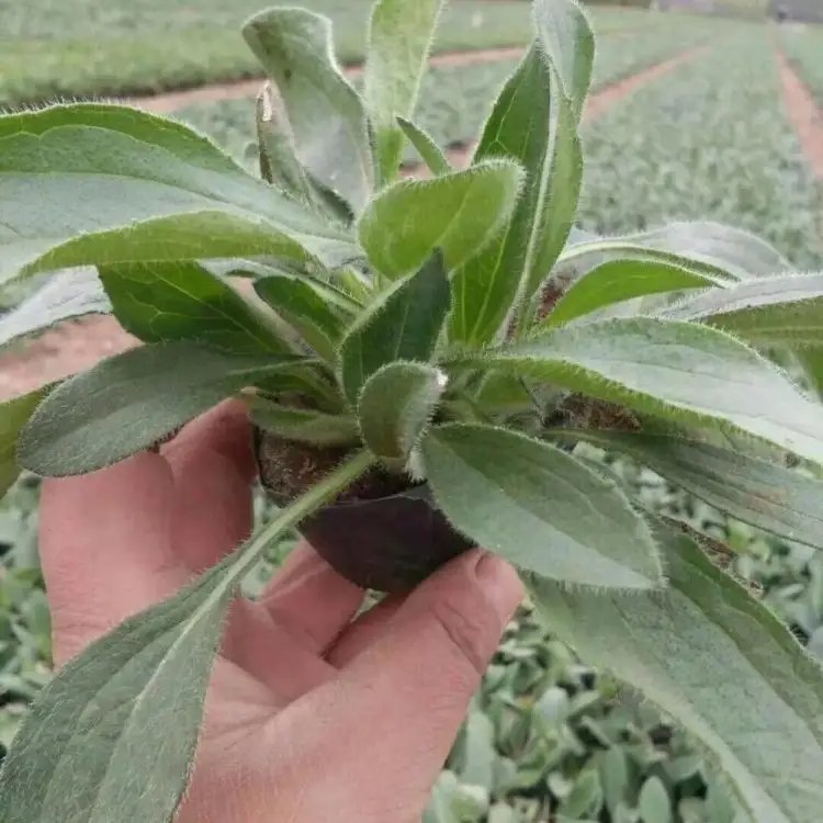 <a href='https://www.lvbad.com/caohuazhongzi/1060.html' target='_blank'>黑心菊</a>杯苗容器苗