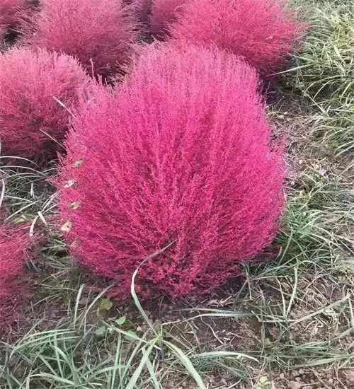 红地肤杯苗容器苗