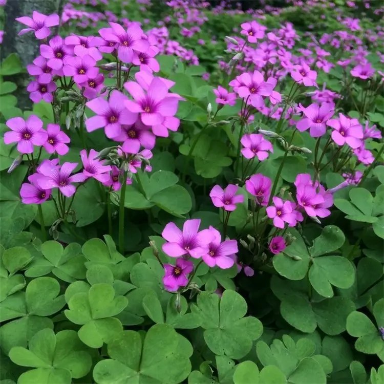 <a href='https://www.lvbad.com/yaocaizhongzi/2335.html' target='_blank'>红花</a>酢浆草杯苗容器苗