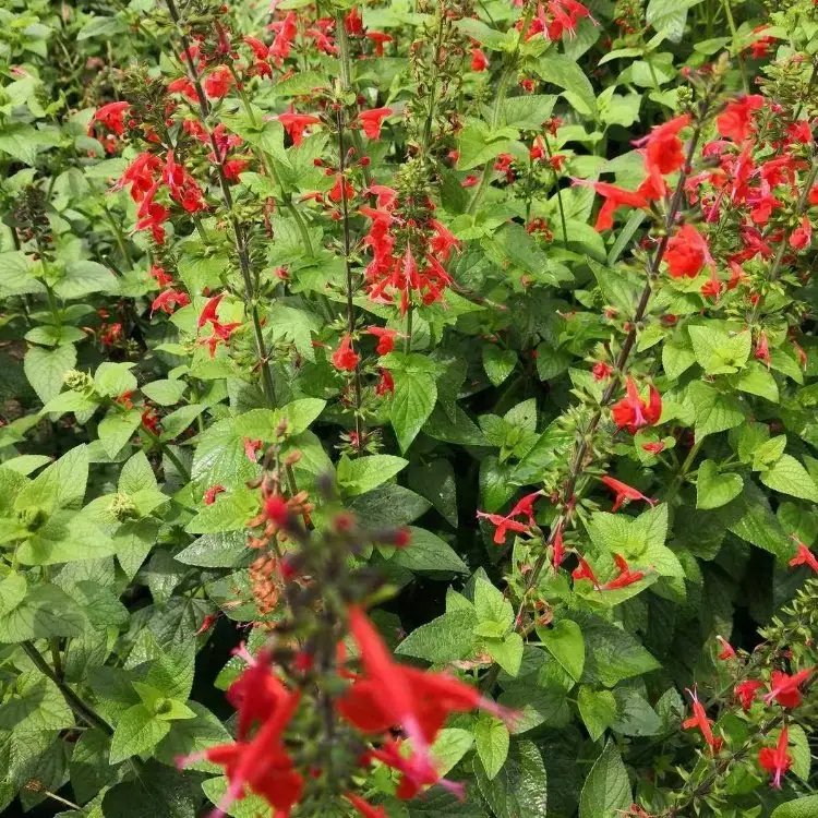 红花鼠尾草杯苗容器苗