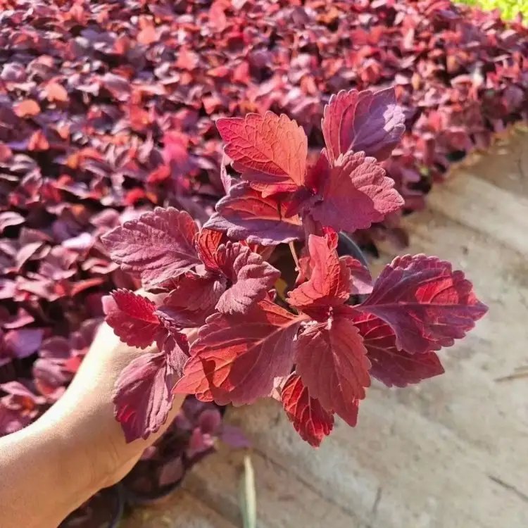 红色彩叶草杯苗容器苗