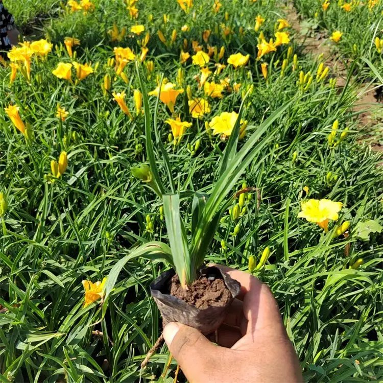 鸿运萱草杯苗容器苗
