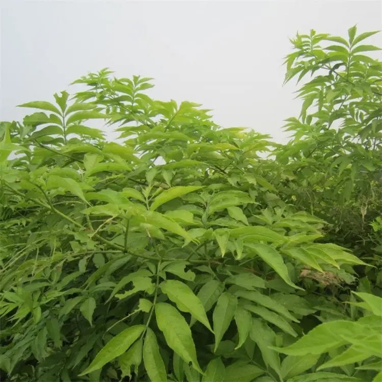 花叶接骨木苗