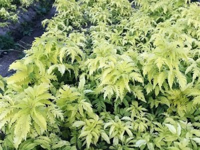 花叶接骨木