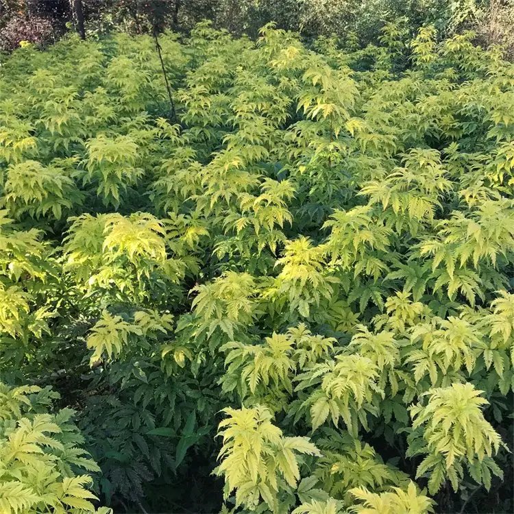 花叶接骨木苗