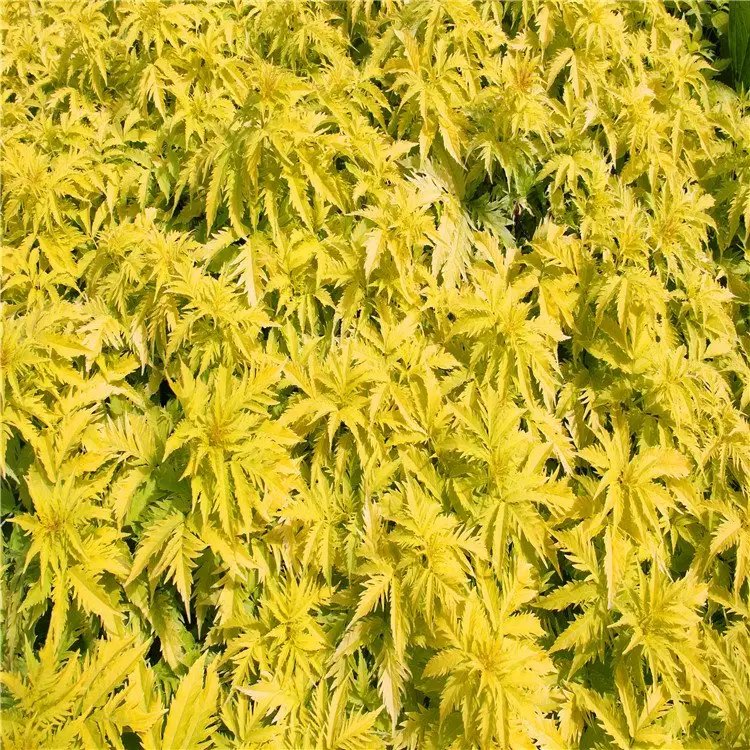 花叶接骨木苗