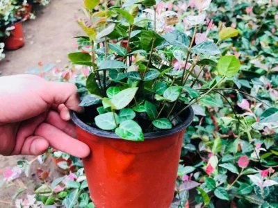花叶络石