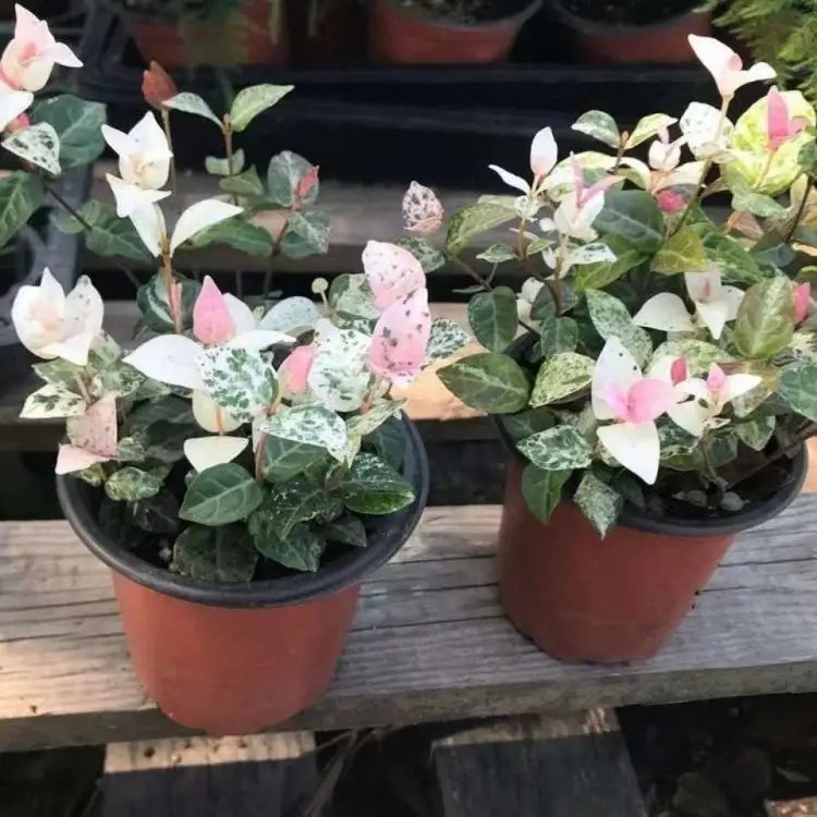 花叶络石杯苗容器苗