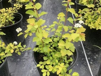 绣线菊