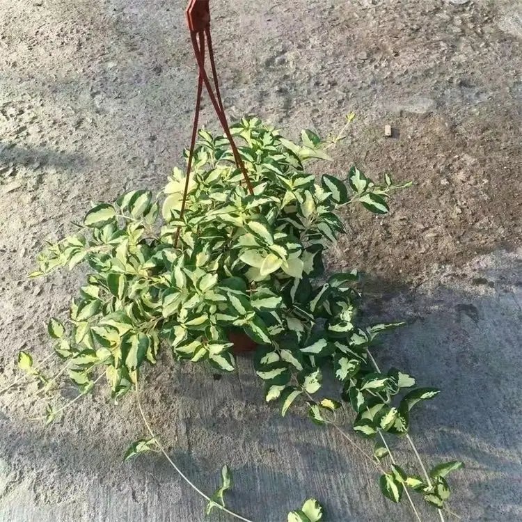 花叶蔓常春杯苗容器苗