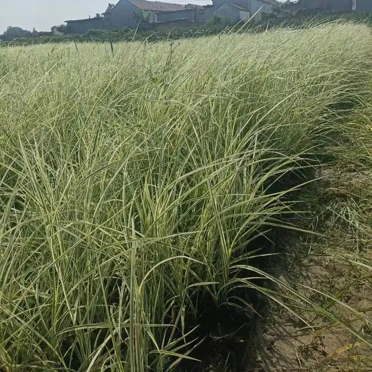 花叶芒杯苗容器苗