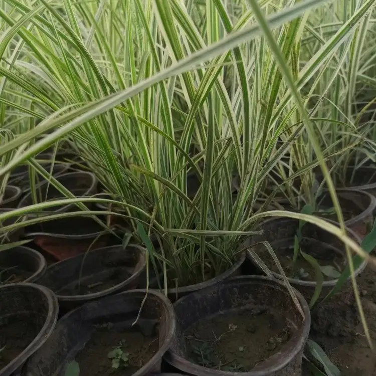 花叶芒杯苗容器苗