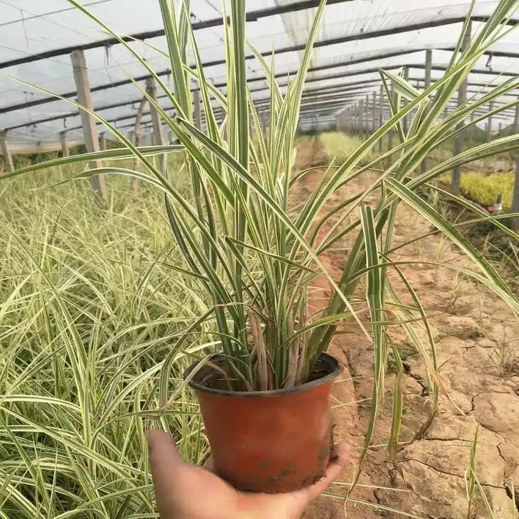 花叶芒杯苗容器苗