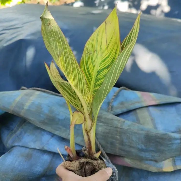花叶<a href='https://www.lvbad.com/caohuazhongzi/1601.html' target='_blank'>美人蕉</a>杯苗容器苗