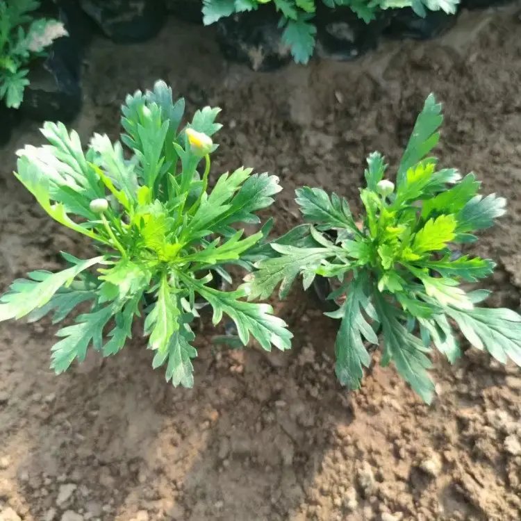 黄金菊杯苗容器苗
