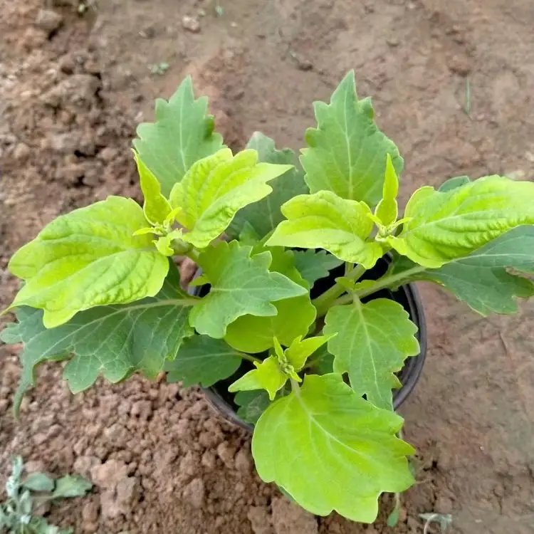 黄色彩叶草杯苗容器苗