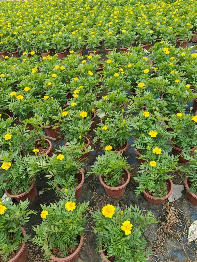 黄色孔雀草杯苗容器苗