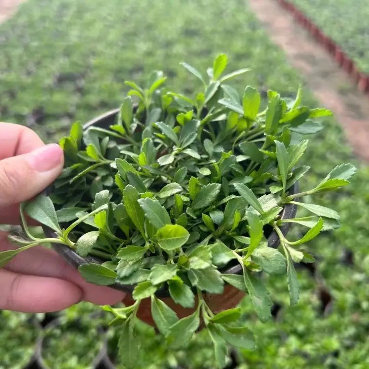 姬岩垂草杯苗容器苗方盘苗